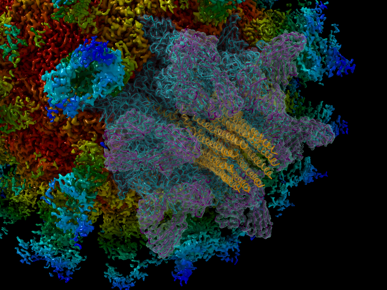 Breaking the shackles of symmetry to study calicivirus endosome escape - The Early Career Researcher’s perspective.