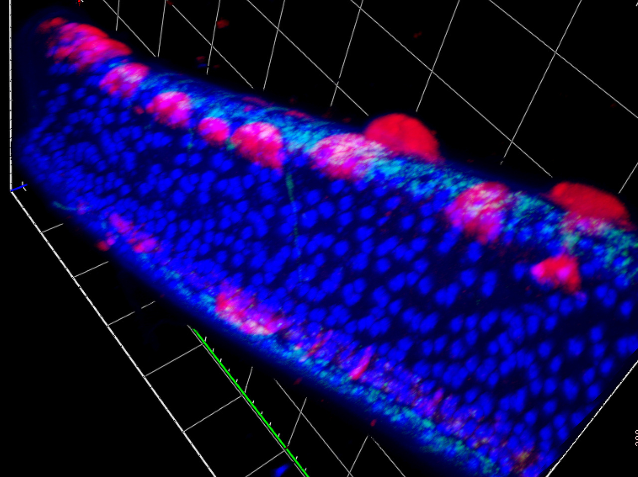 WORMWARTS! - Worms go viral – Warts n’all