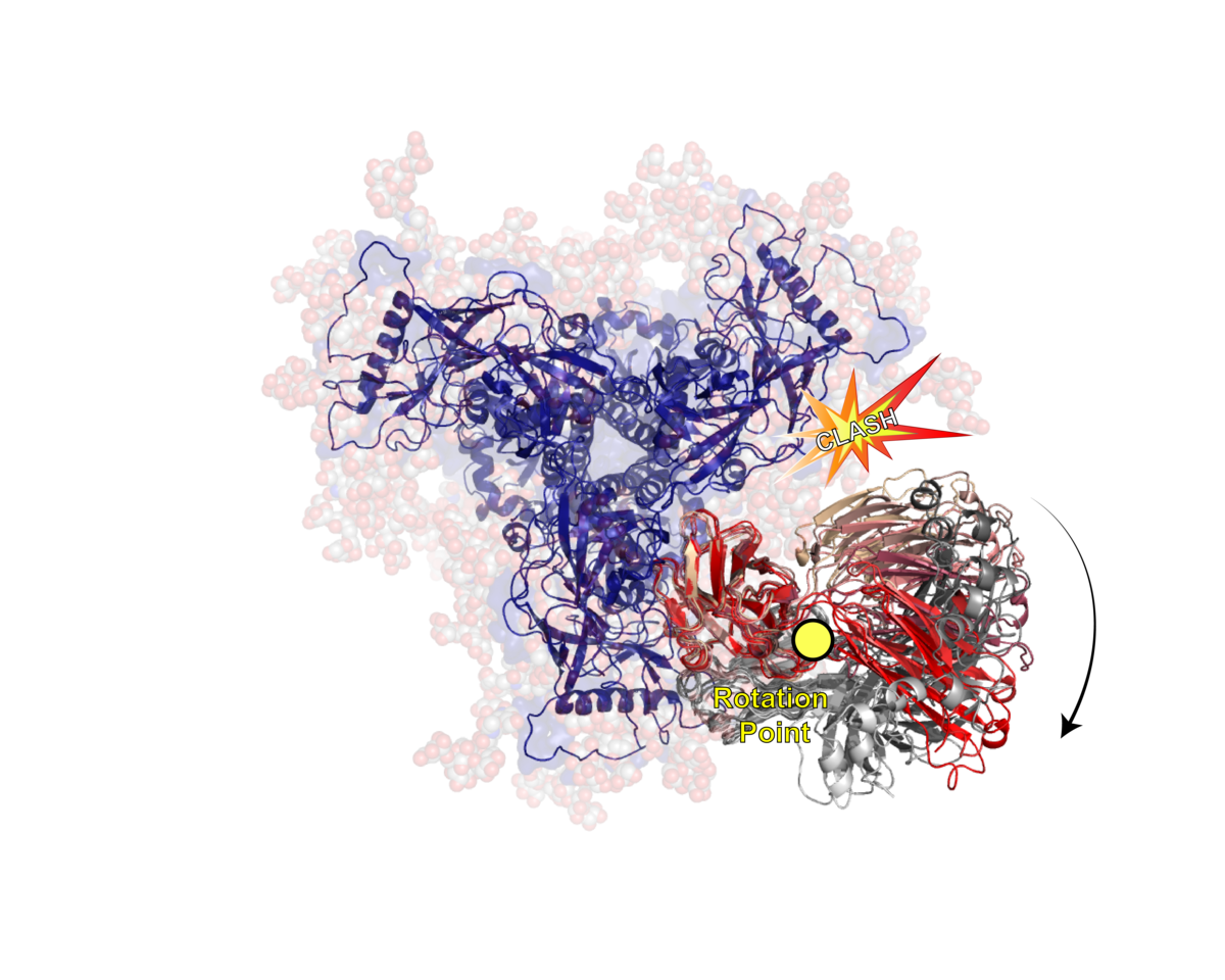 HIV Antibodies learn to Elbow Flex