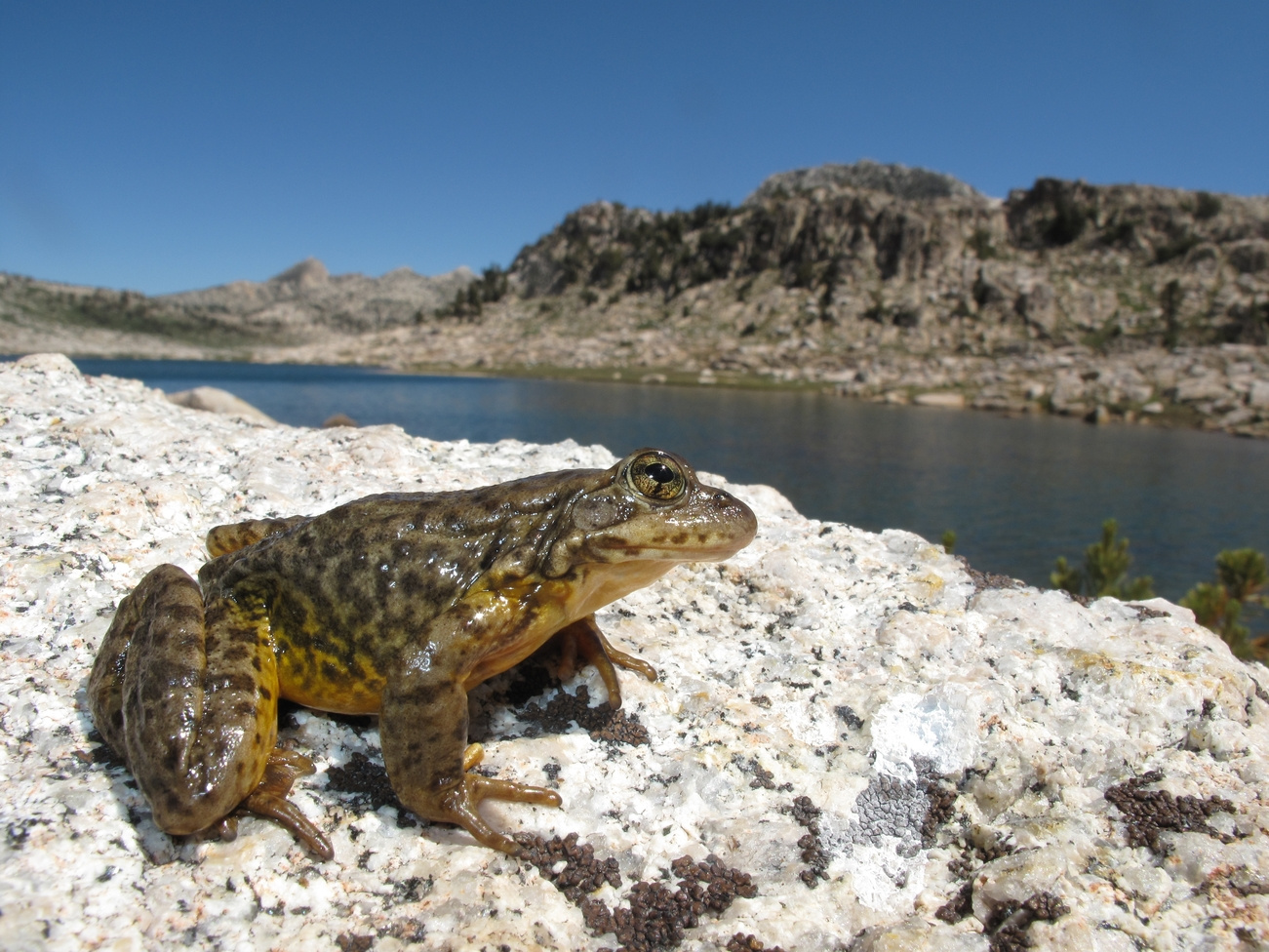 Celebrating a small victory in the fight against catastrophic amphibian declines
