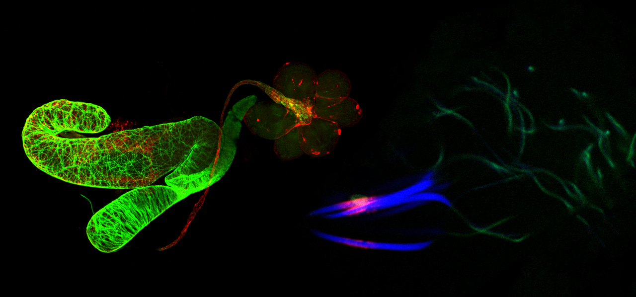 Epidemic of rice gall dwarf disease in field caused by leafhopper sperm-mediated paternal transmission