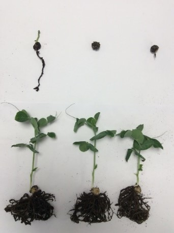 Natural bacterial biopesticides: weighing up the risk of pathogenic versus beneficial properties