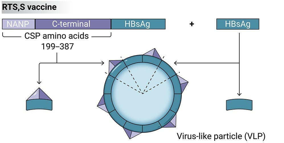 A Review Of The RTS S Malaria Vaccine Efficacy Impact And Mechanisms A Review Of The RTS S Malaria Vaccine Efficacy Impact And Mechanisms