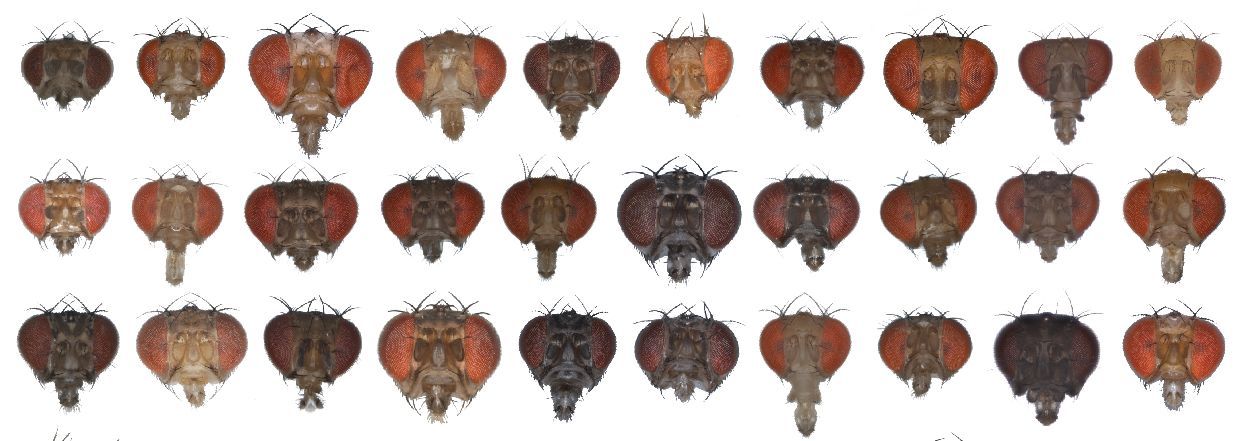 ​​Evolutionary tradeoff between vision and olfaction across more than 60 species within the genus Drosophila​