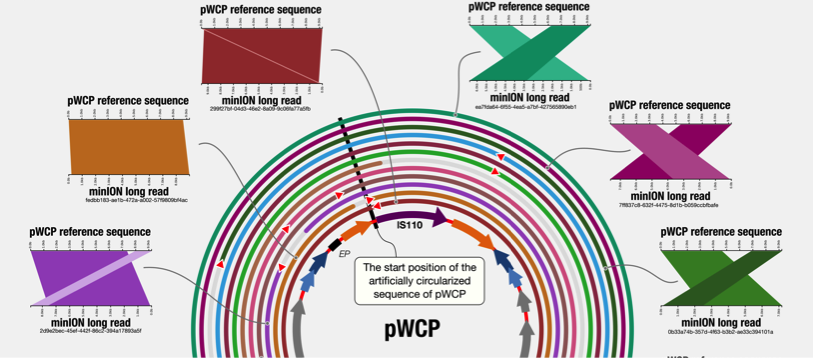 An interdisciplinary Wolbachia story through connections across the Atlantic: Metagenomics, long-read sequencing, and other things