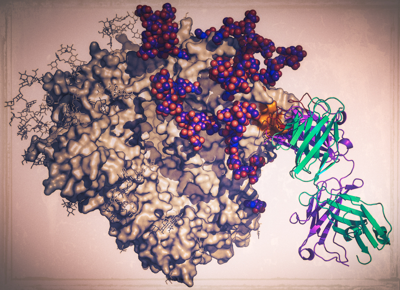 Get underneath HIV-1`s ‘sweet coat’