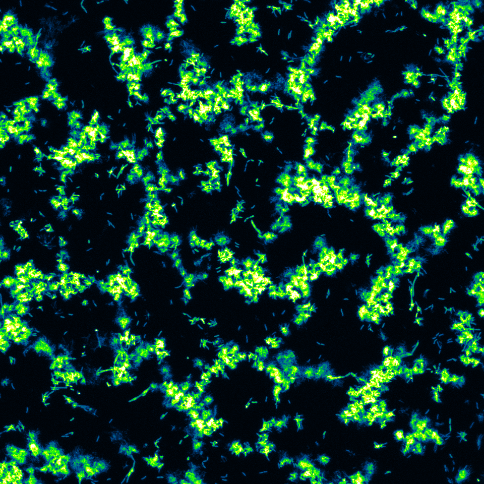 Time lapse imaging of a Pseudomonas sp. biofilm undergoing restructuration into a mushroom structre.