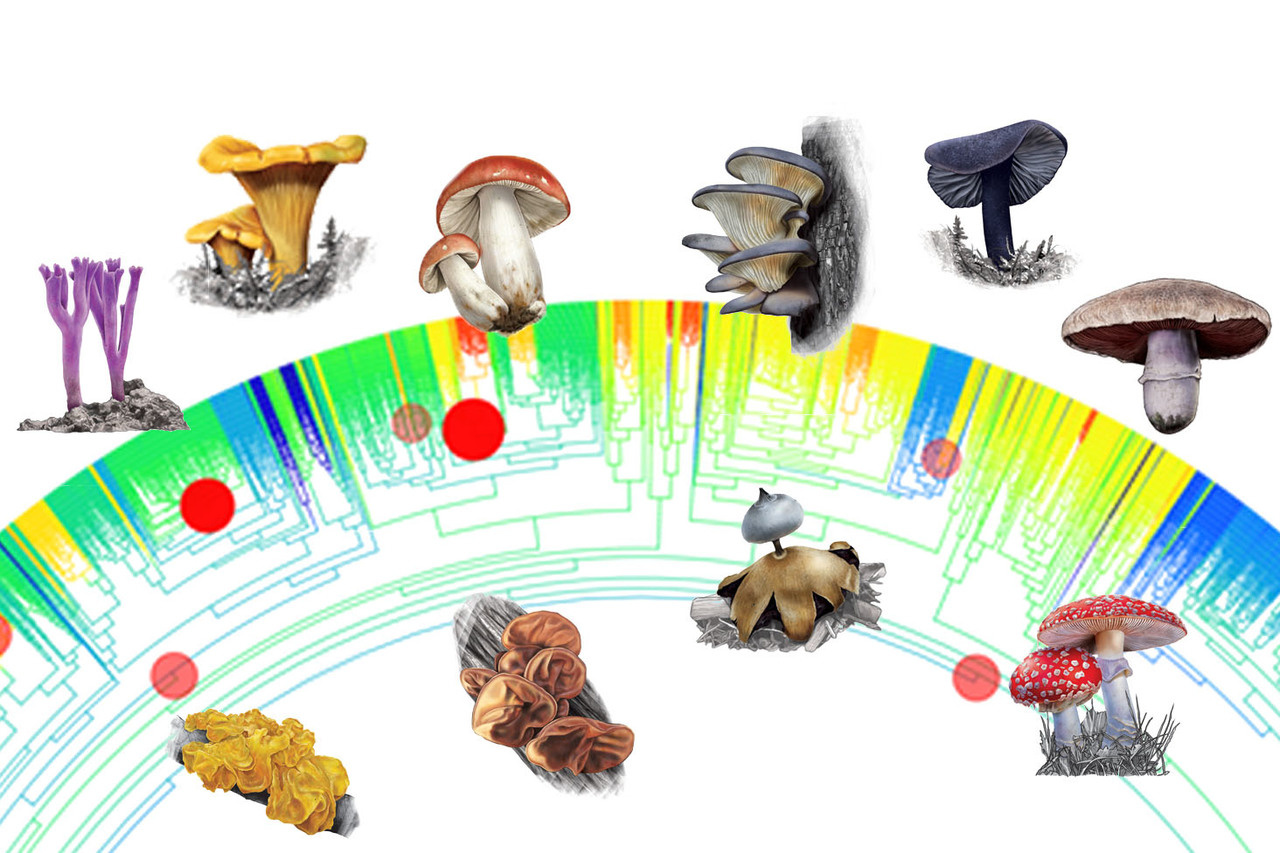 Why should dinosaur movies show more mushrooms?
