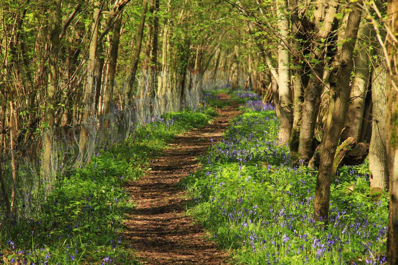 Tree canopies protect forest animals and plants from warming
