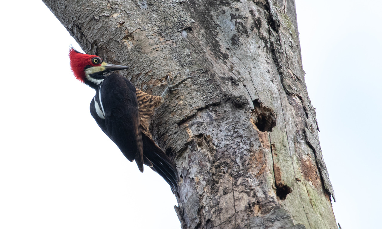 Plumage mimicry in woodpeckers