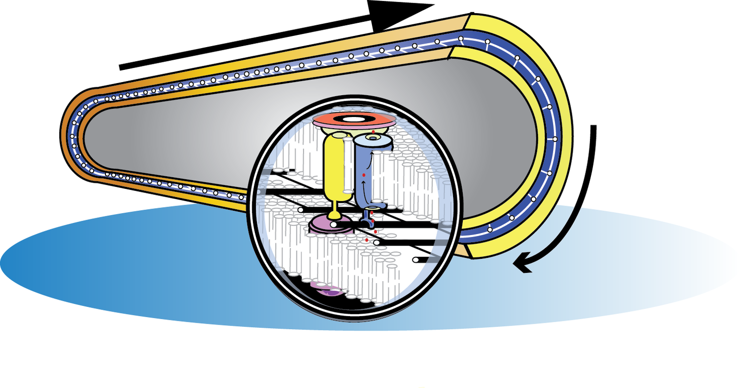 10 years into the mysterious mechanism of bacterial surface movements