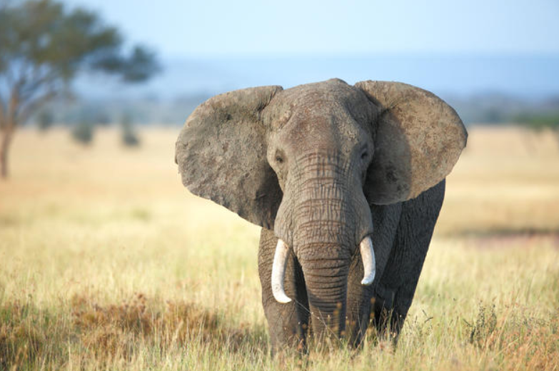 There's an elephant in the room - Why are these animals resistant to cancer?