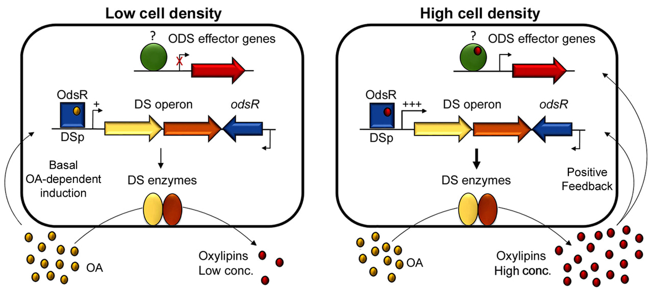 Oxylipins, the most important lipid mediators in eukaryotes, also mediate cell-to-cell communication in bacteria.