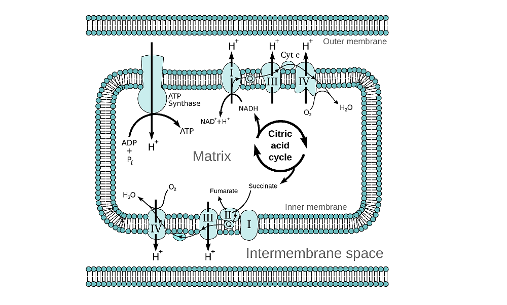 Low oxygen? Slow response!
