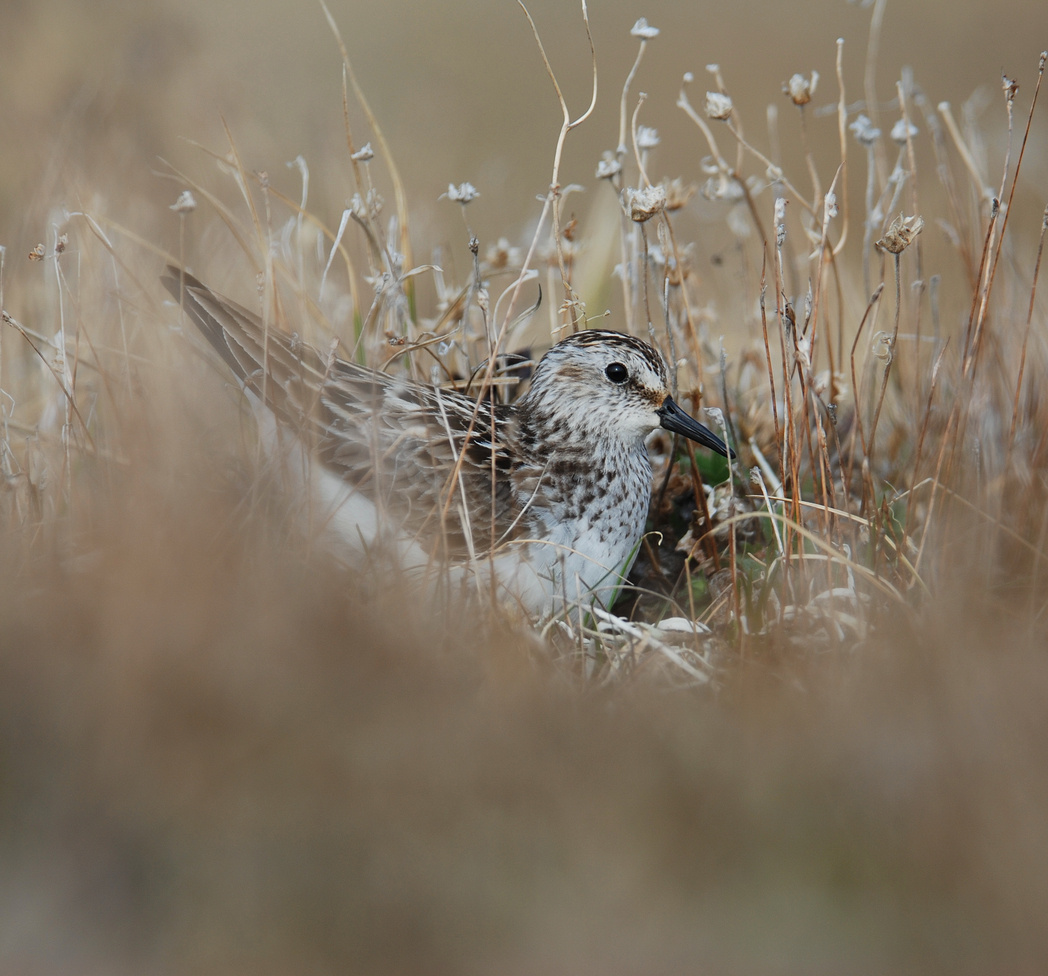 Bringing chronobiology into the wild 