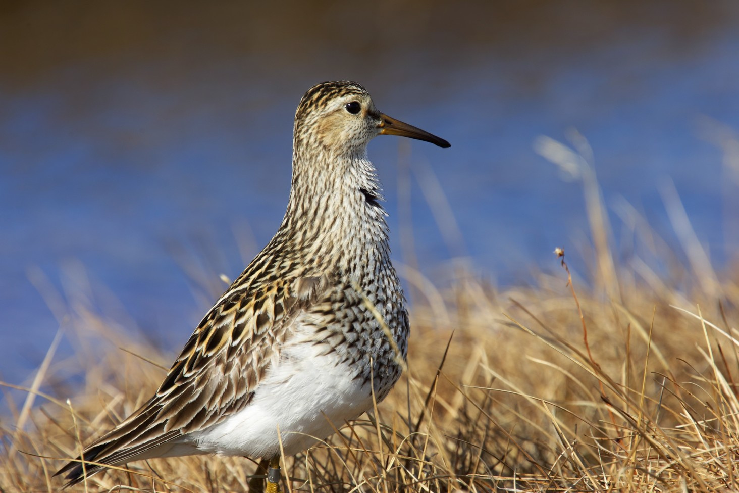 Speed dating: individual male pectoral sandpipers sample breeding sites across the Arctic