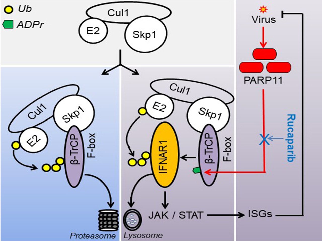 Exploring IFNs Antiviral Efficacy to Fight a Broad Spectrum of Viruses