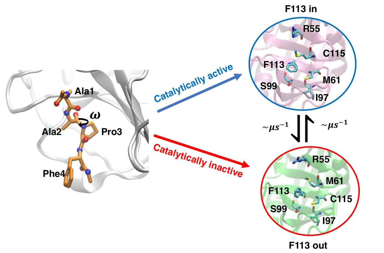 The speed of Nature's molecular machines