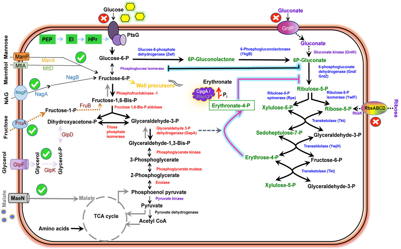 A bacterial checkpoint protein for ribosome assembly moonlights as an essential metabolite-proofreading enzyme