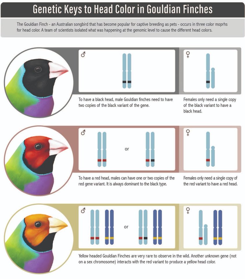 Black or red: love story and genetics of a colourful bird | Research ...
