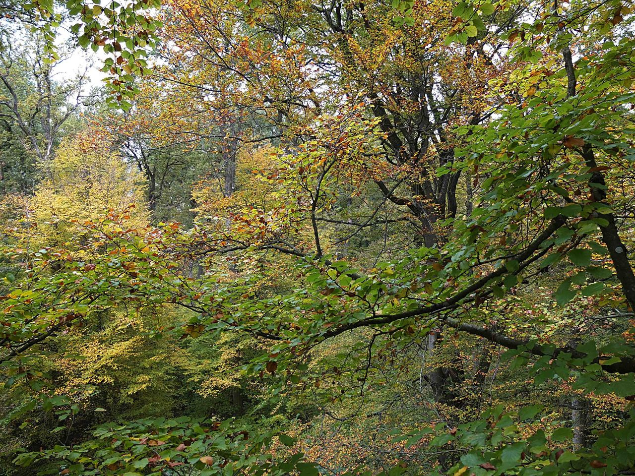 Insect herbivory facilitates the establishment of an invasive plant pathogen