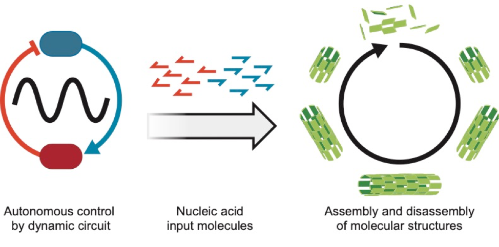 Timing is everything: using a molecular oscillator to  direct self-assembly of DNA scaffolds