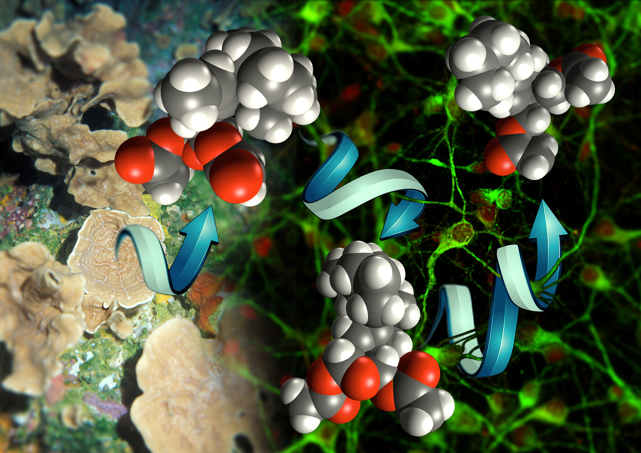Pharmacophore-Directed Retrosynthesis: Intertwining Natural Product Total Synthesis and Structure-Activity Relationship Studies