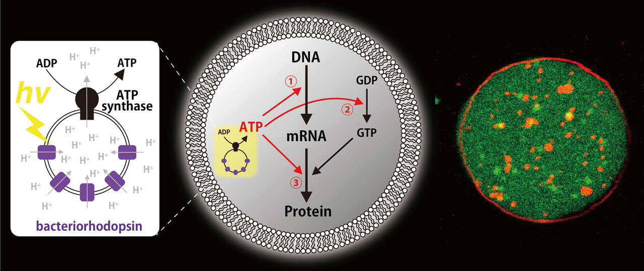 Light-Driven Artificial Cell 