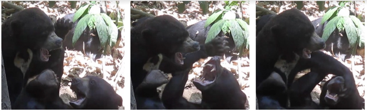The unlikely case of complex facial behaviour in sun bears