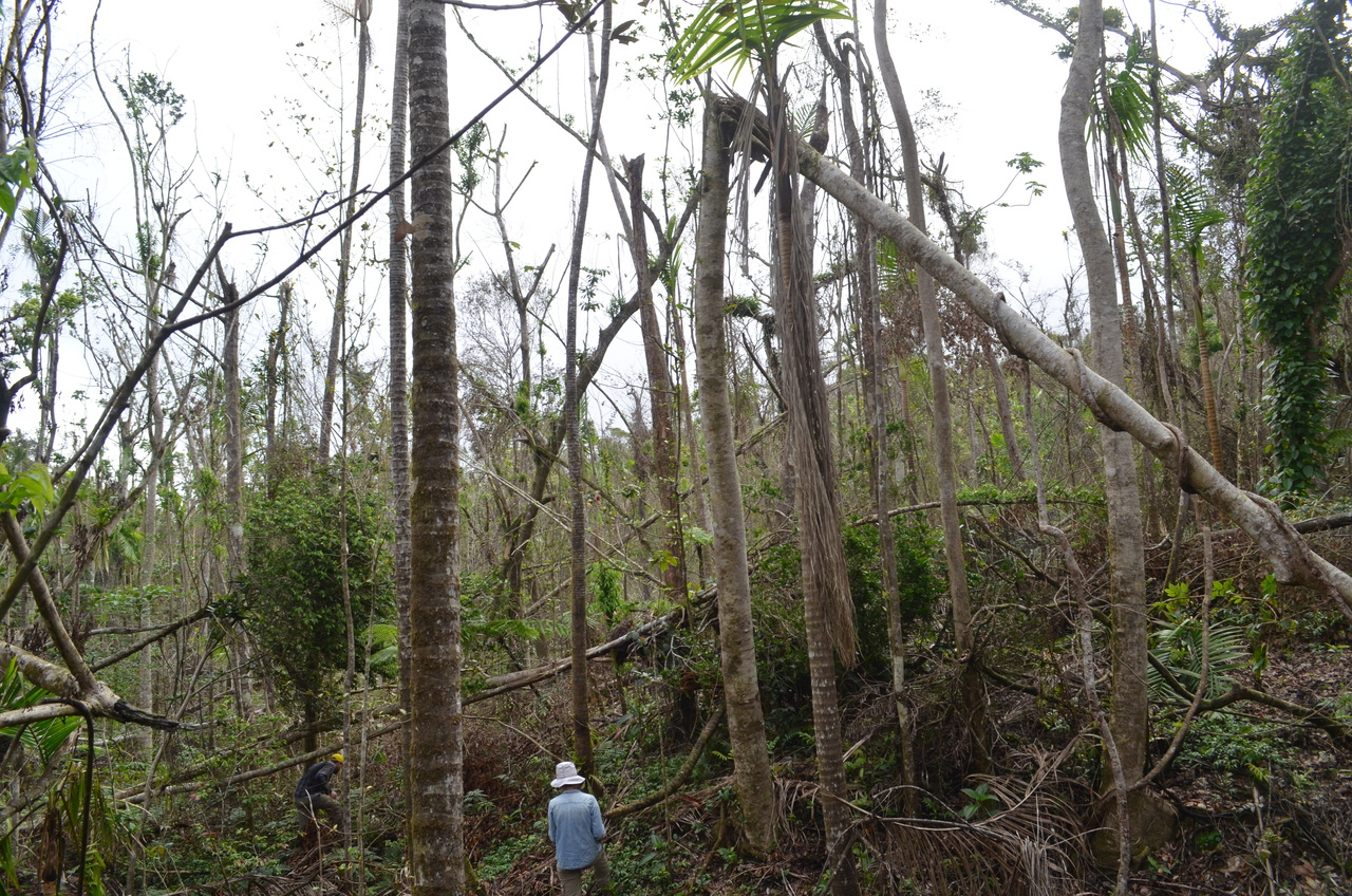   The impacts of Hurricane Maria on Puerto Rican forests: Is this the new normal?
