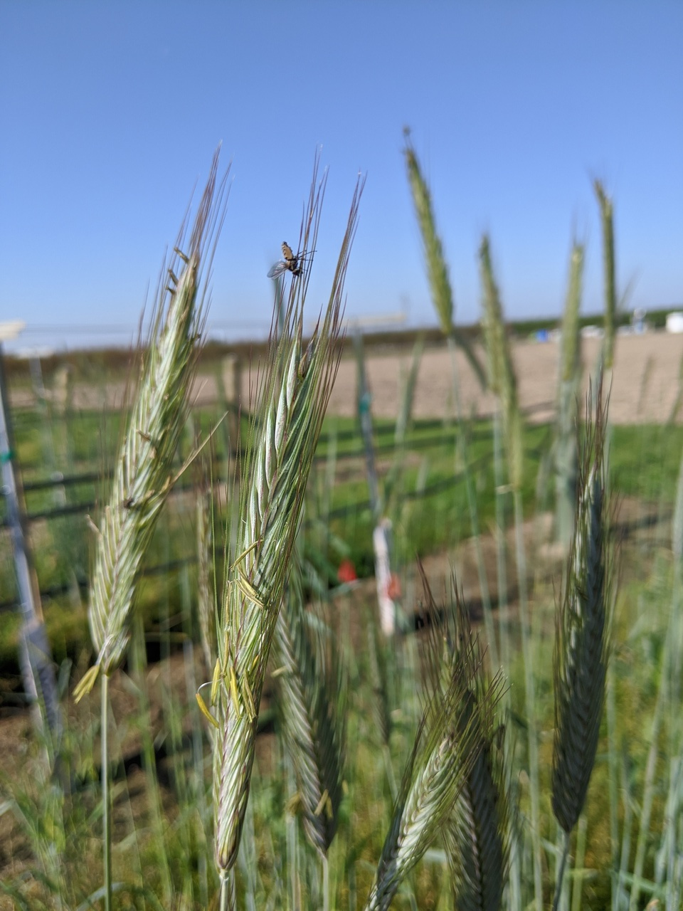 After the Paper: Connecting tiles of a mosaic: how one paper fit into a grand picture of Earth’s biogeochemical cycling 