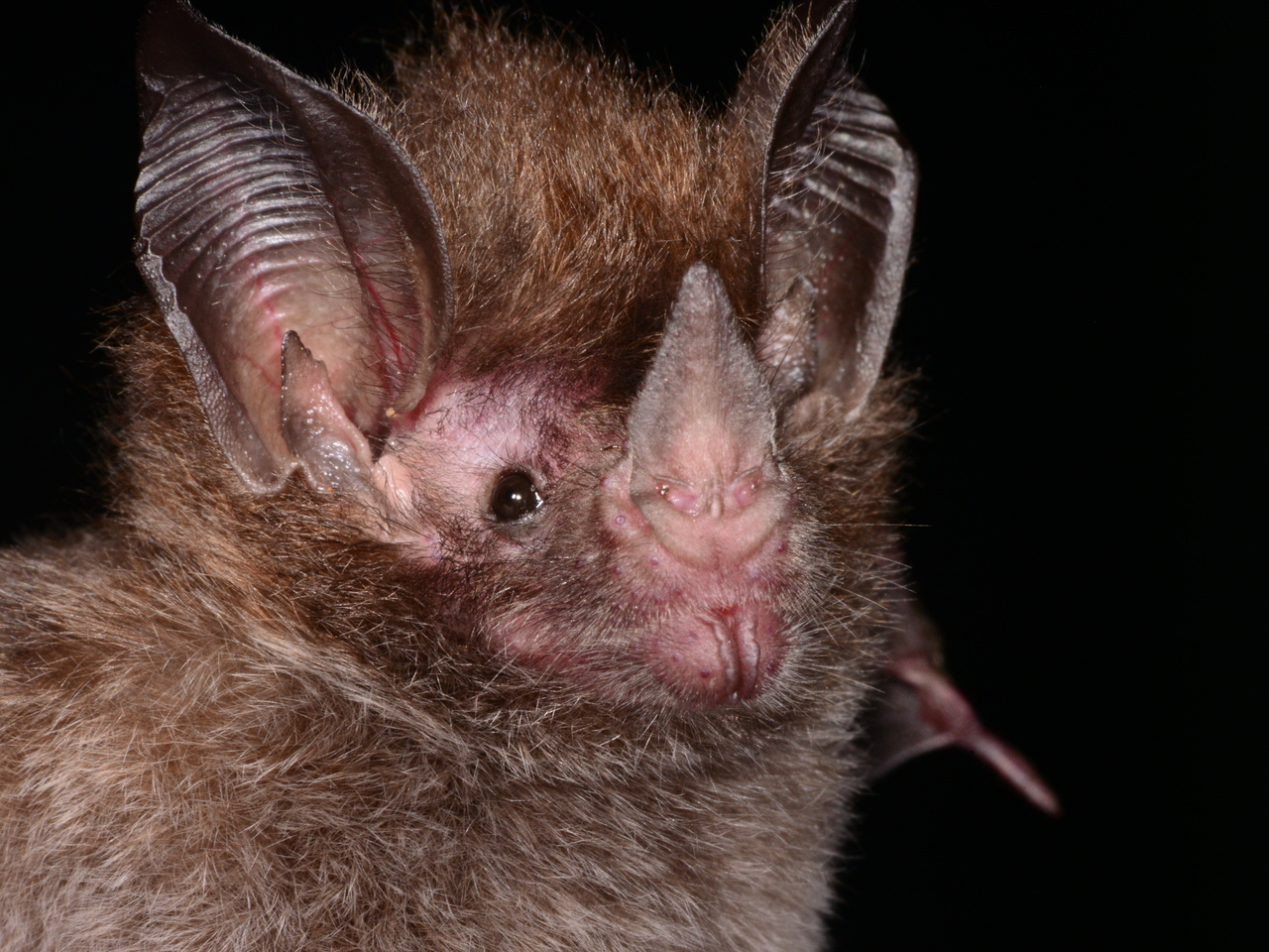 Discovering the steps to phenotype loss: the case of bat opsins