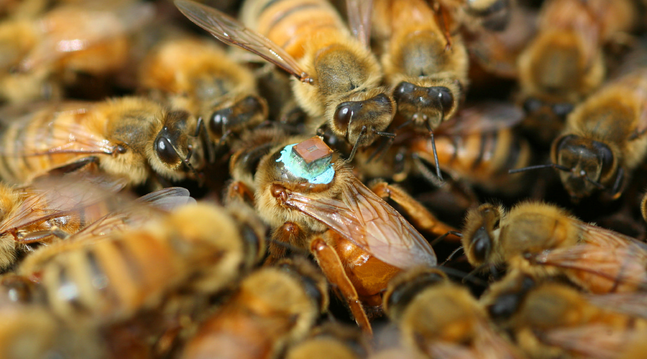 Finding a reproductive conflict that turned out to be predictable