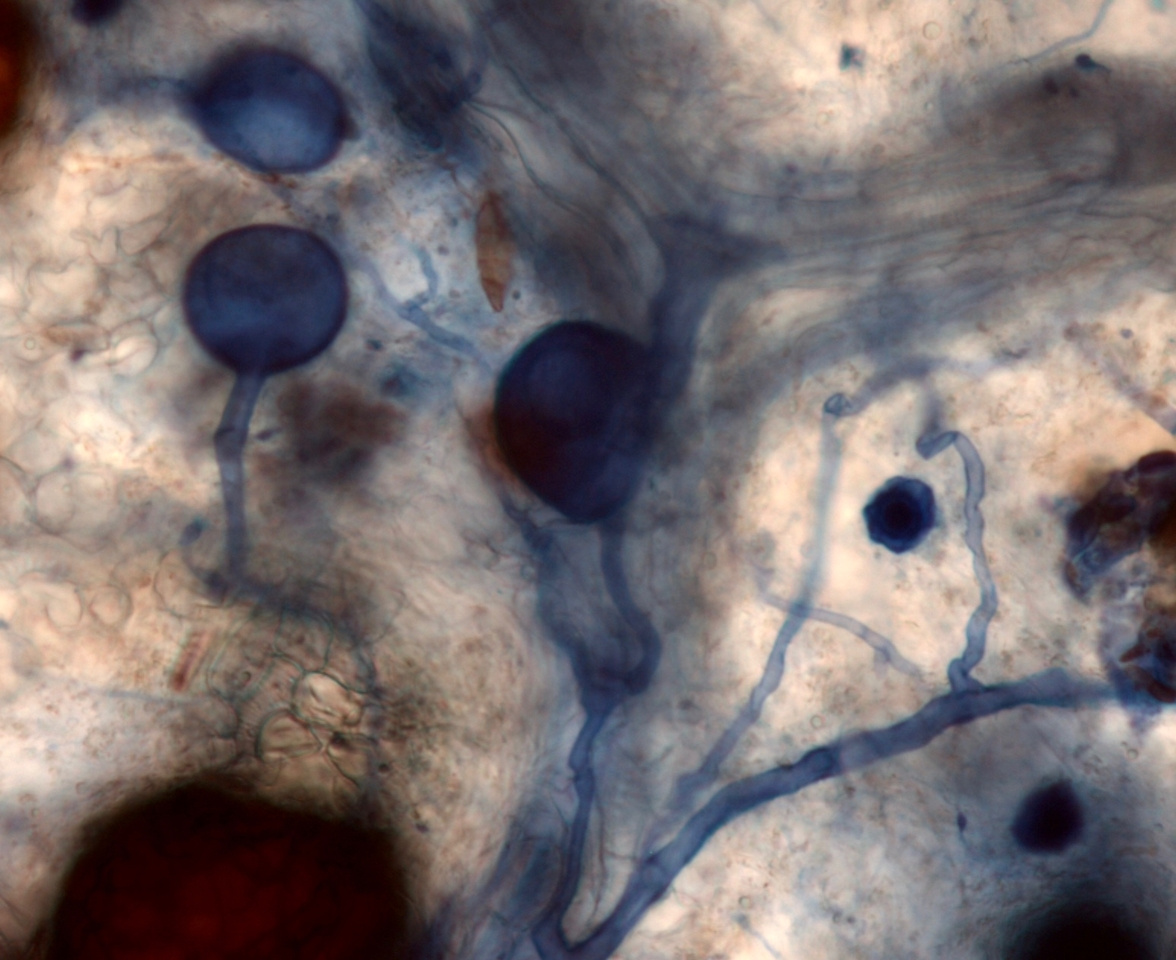 Moving science forward, one small study at a time.