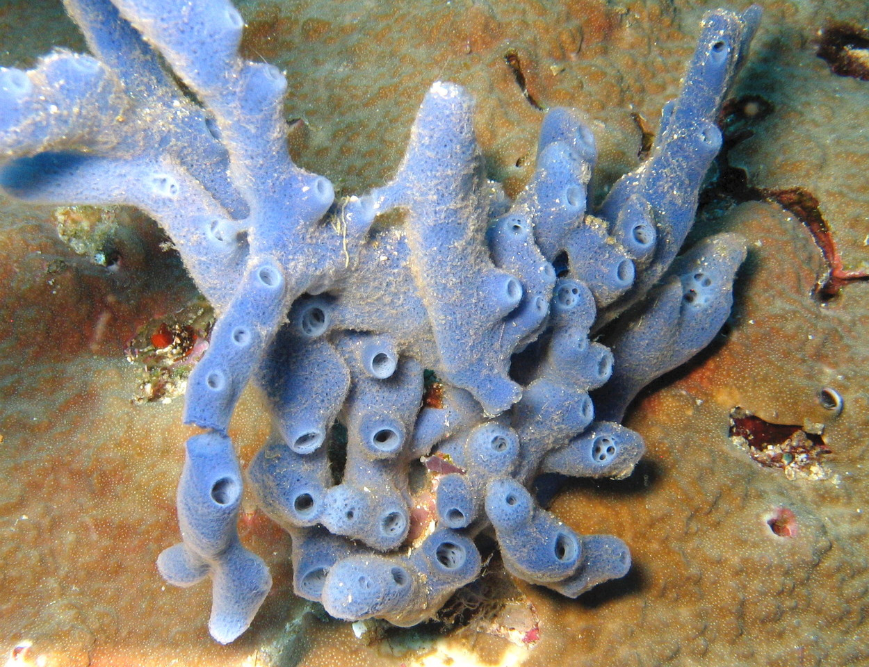 Cellular reservoirs of defensive symbionts in sponges