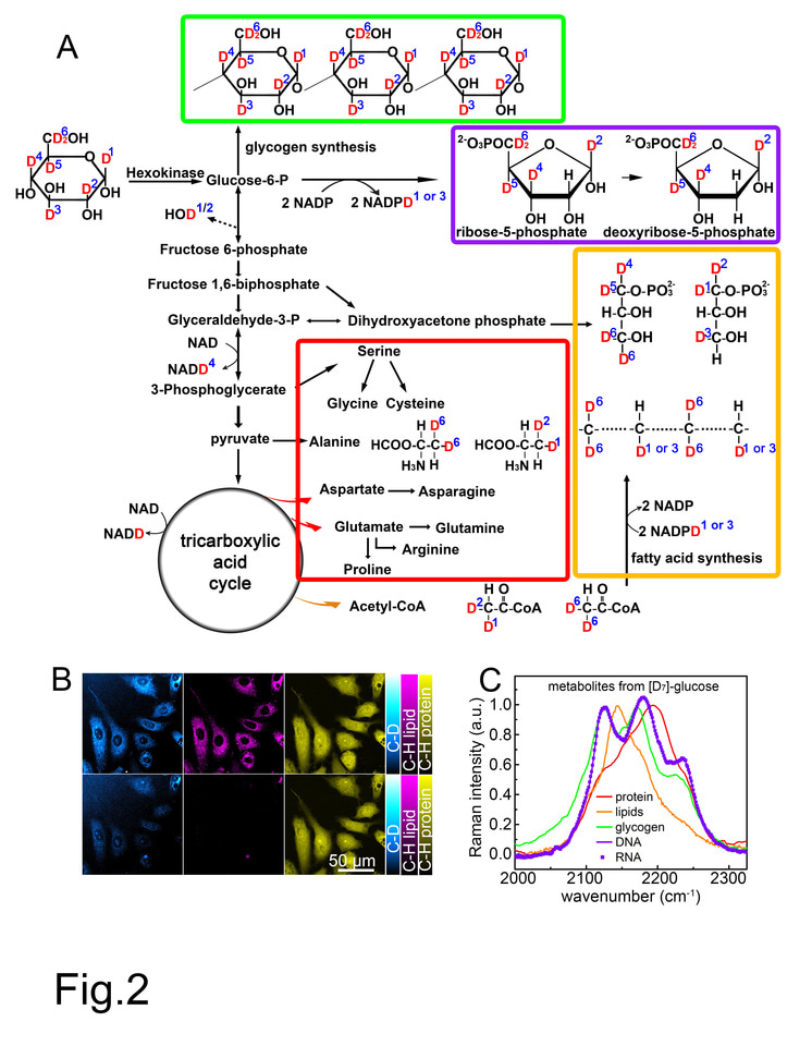 A New Spectral Imaging Technique for Tracing Glucose Metabolic Dynamics