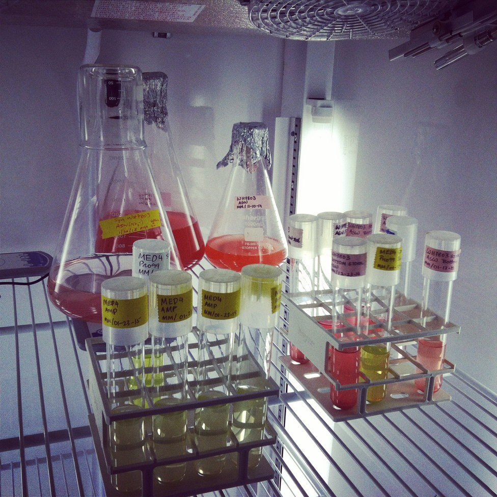 Can we predict how ecological diversity responds to disturbance?