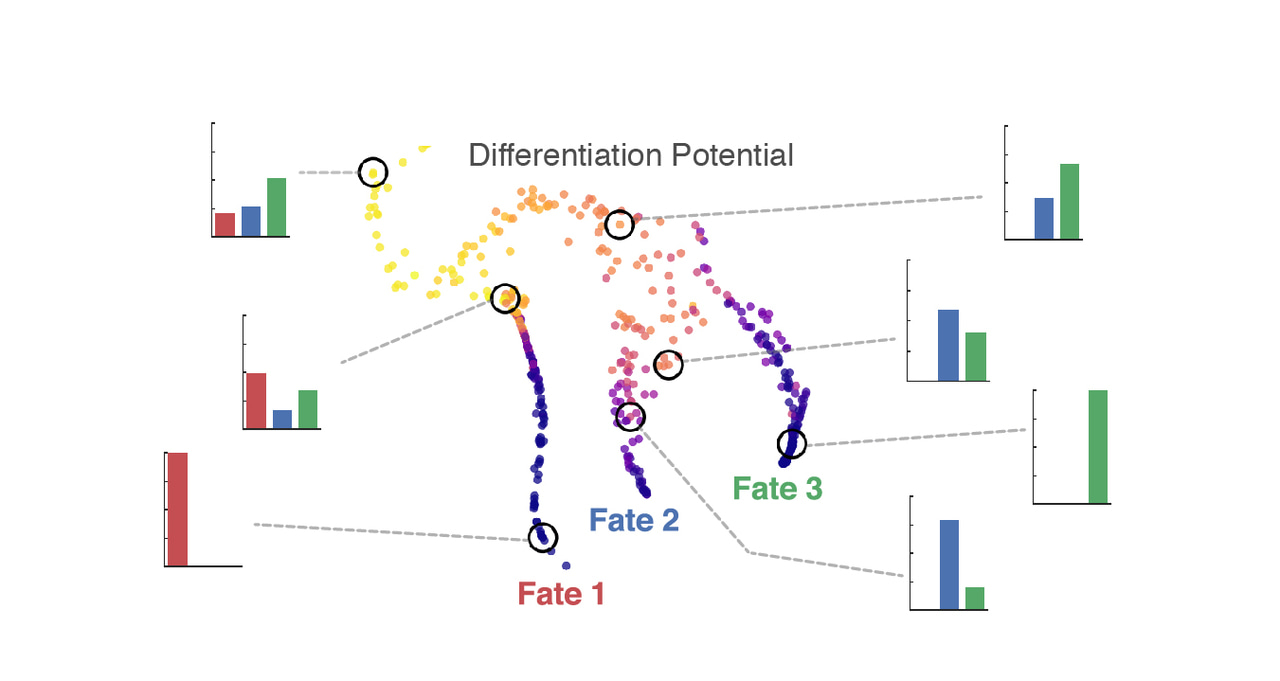 How cells choose their fate