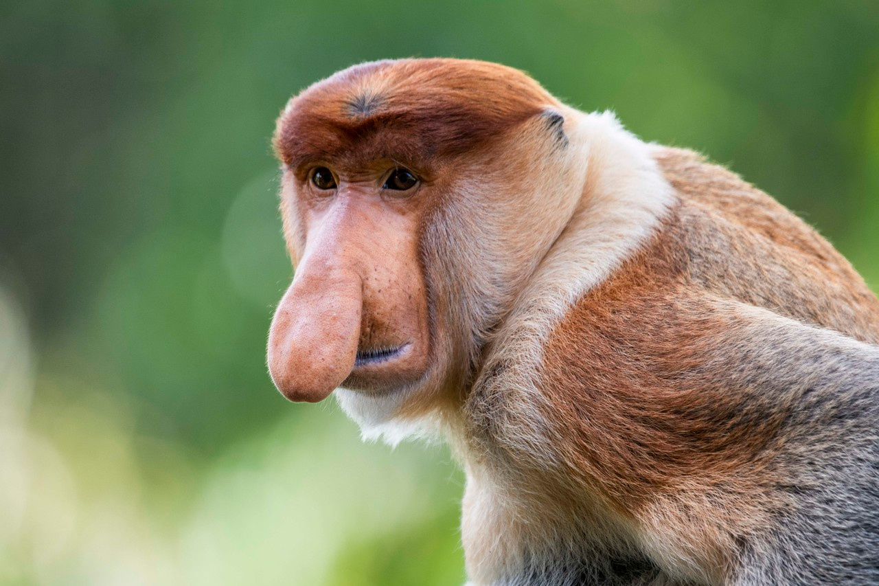 Sexual selection: friend or foe? 