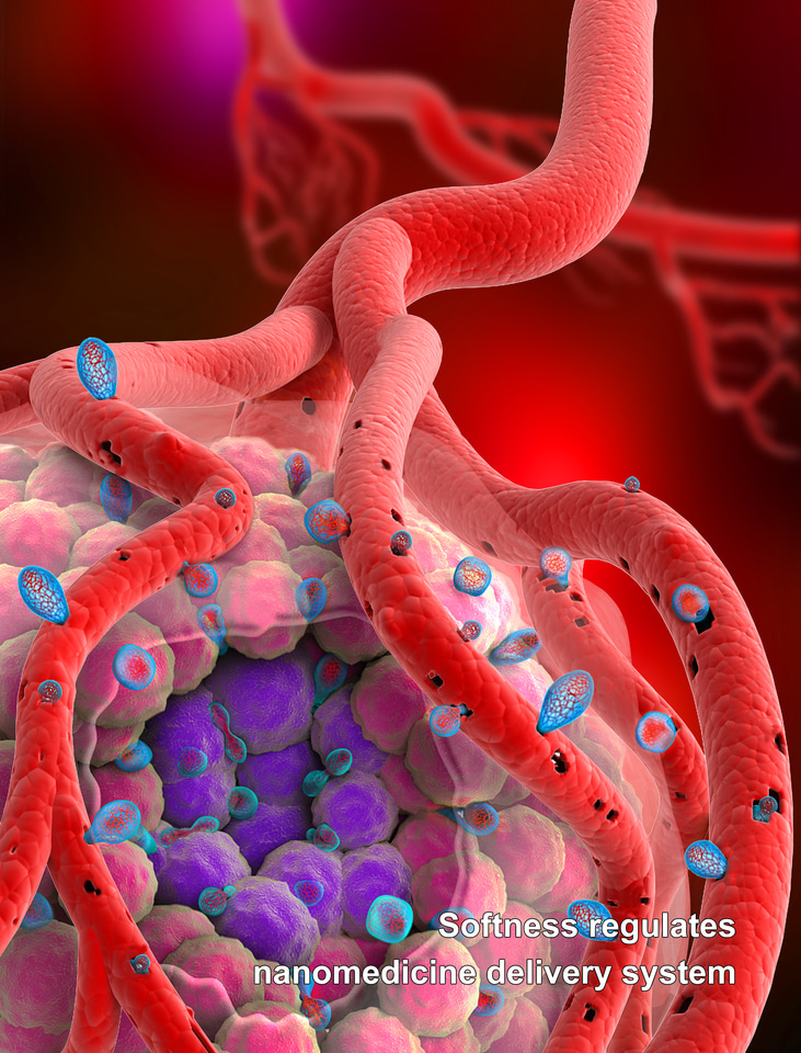 Softness confers chemotherapeutic microparticle better killing