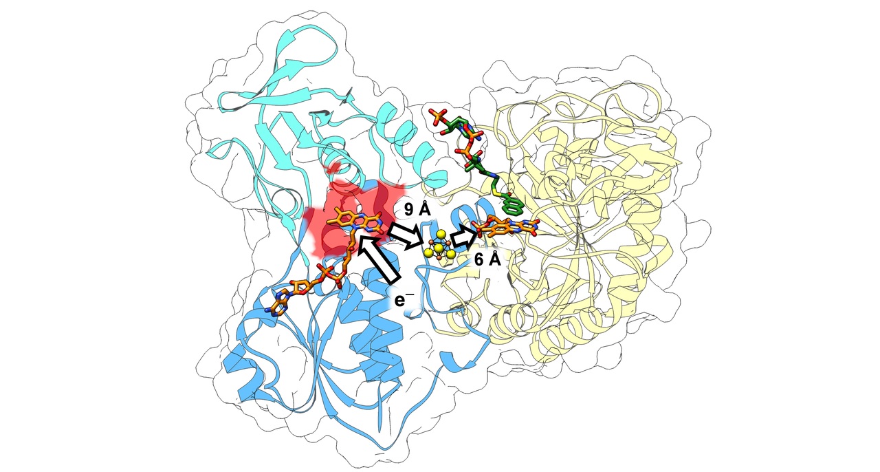 Hydride transfer at the negative redox limit: Understanding enzymatic naphthoyl-ring reduction