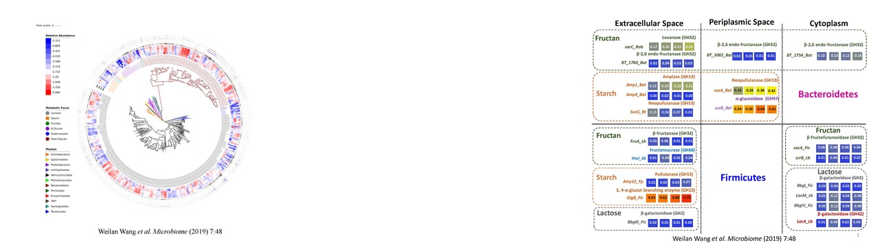 Are swine a tractable in vivo model for food fermentations?