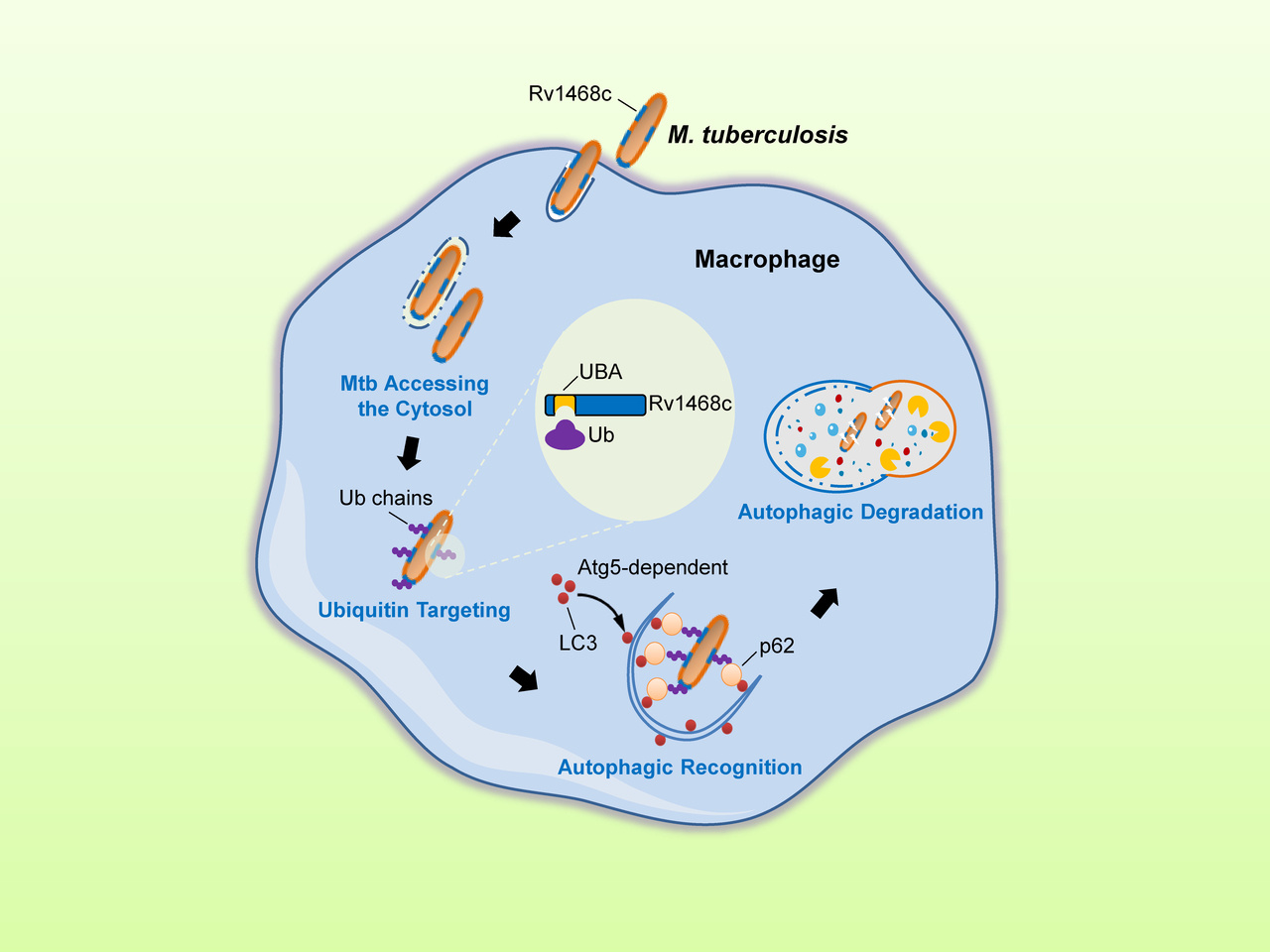 A mycobacterial surface protein recruits host ubiquitin to trigger xenophagy