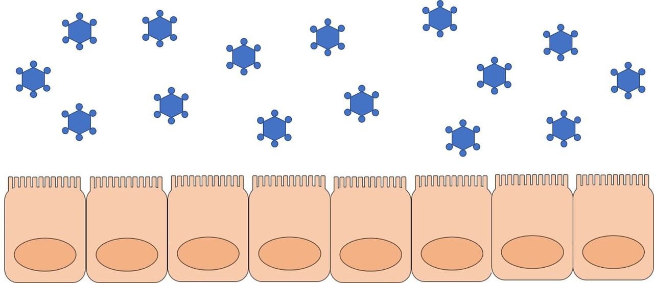 Interferons mediate the beneficial effects of intestinal viral infection