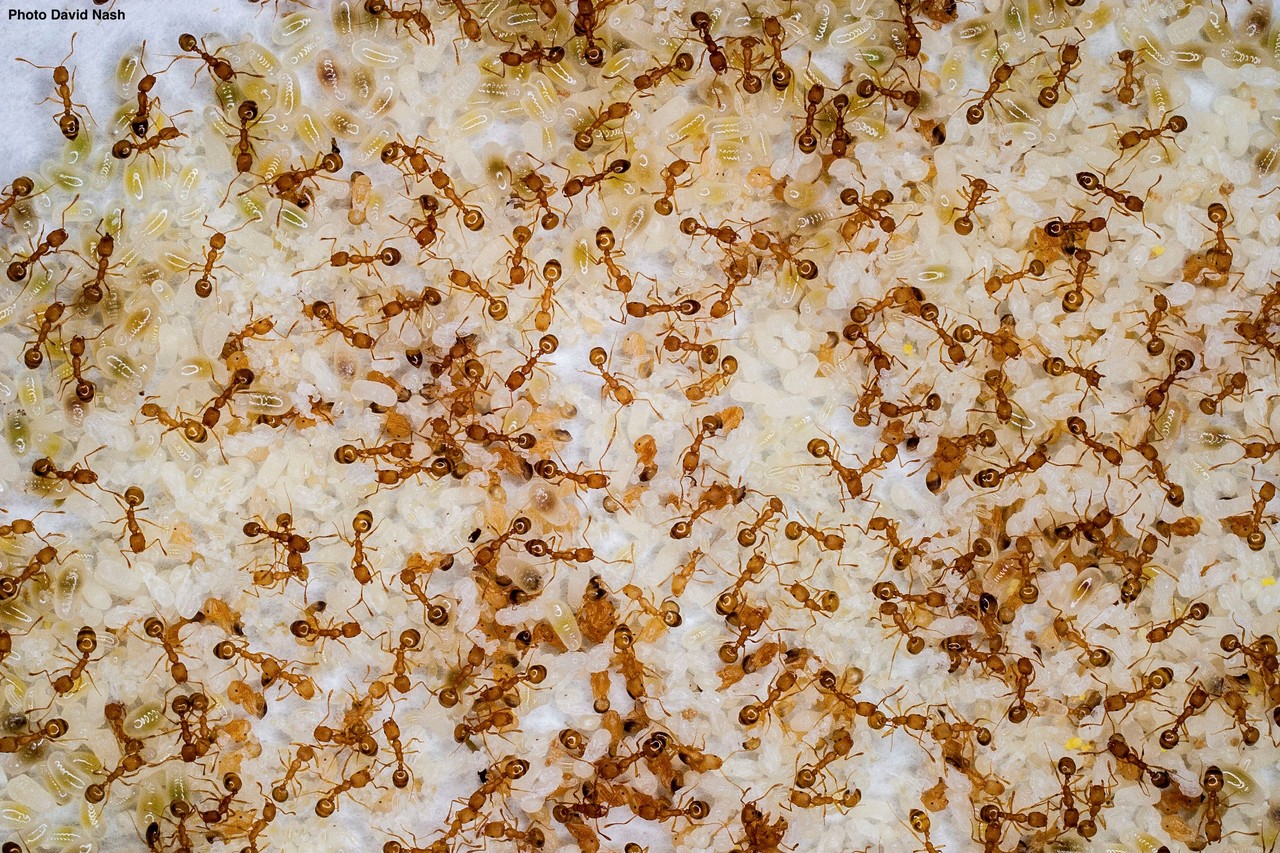 The brainy origin of superorganismal development