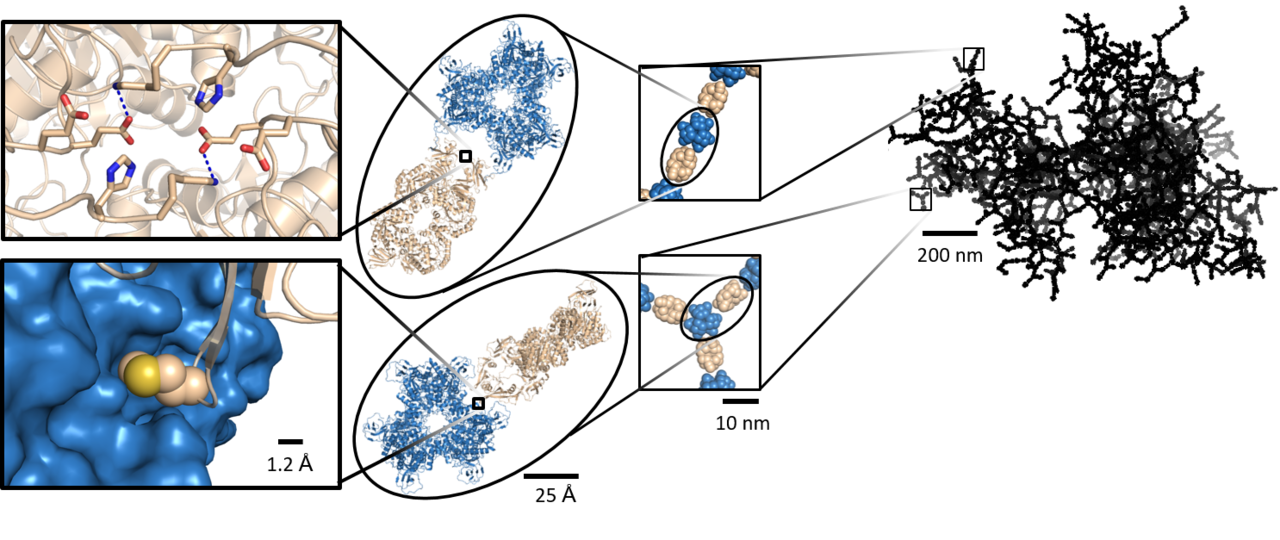 Design of protein-based stimulus-responsive fractal assemblies 