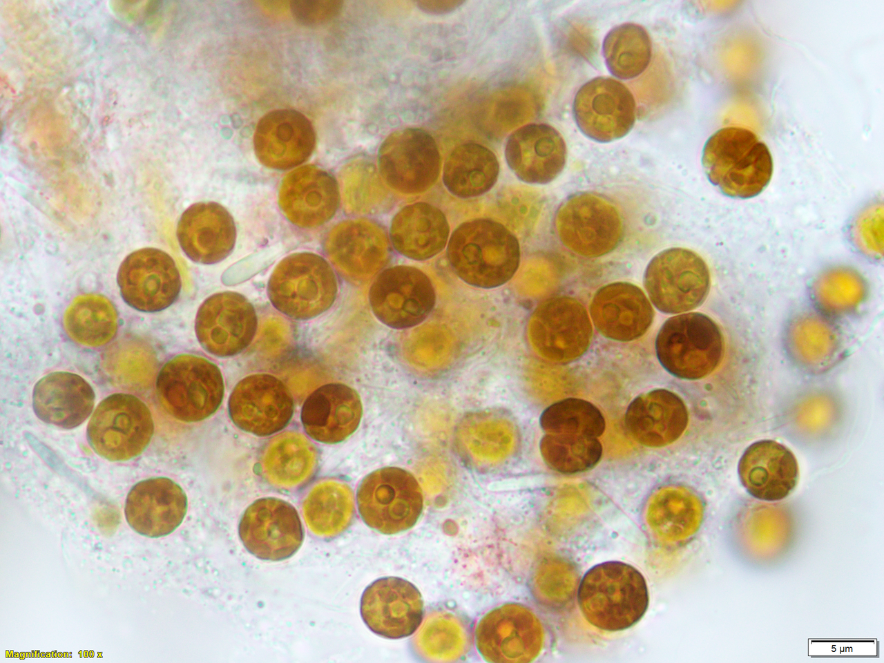 Communication breakdown: symbionts aren’t always the same