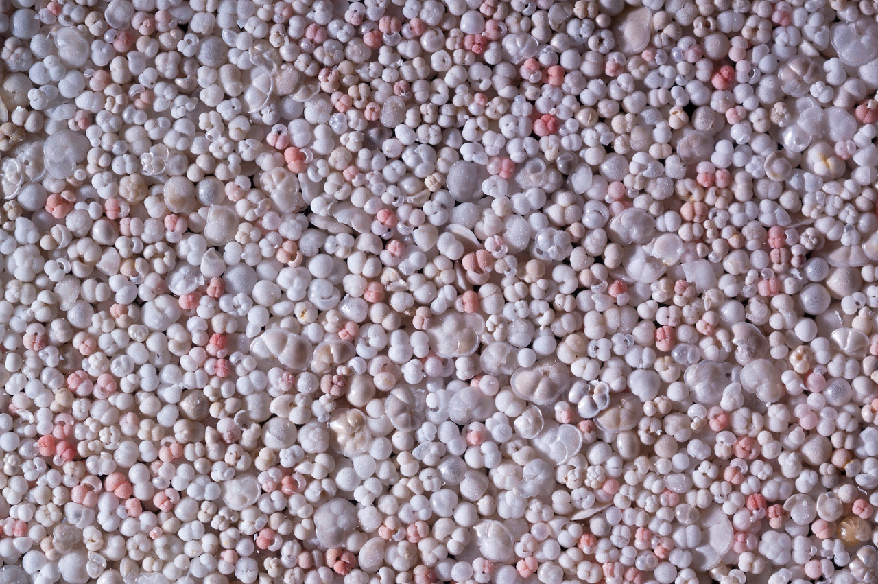 Fossil zooplankton shows that marine ecosystems have entered the Anthropocene