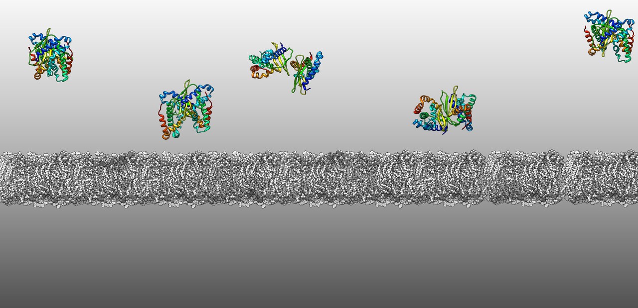Insane in the membrane