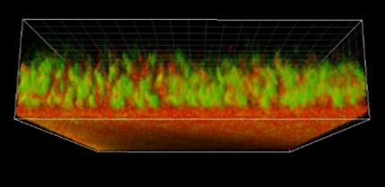 Persisting in an unfriendly environment: the case of being difficile